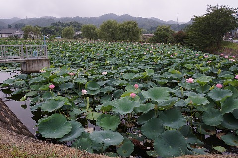 DSC02056.jpg