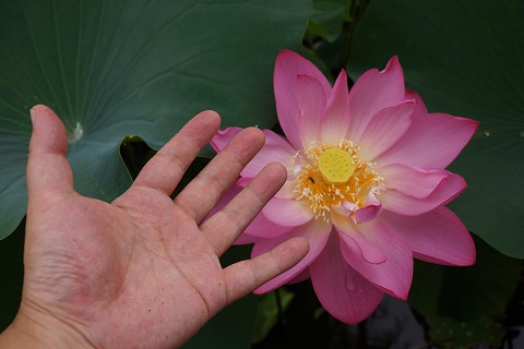 DSC02093.jpg