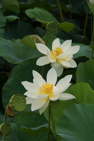 DSC02100.jpg