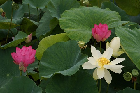 DSC02102.jpg