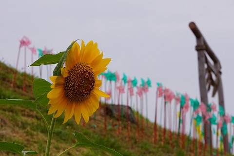 DSC02171_20120820054042.jpg
