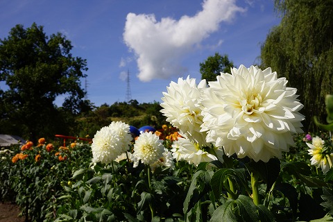 DSC02266.jpg
