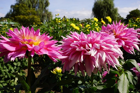 DSC02272.jpg