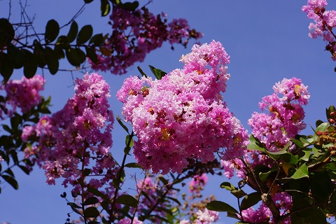 DSC02290.jpg