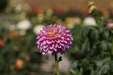 DSC02294.jpg