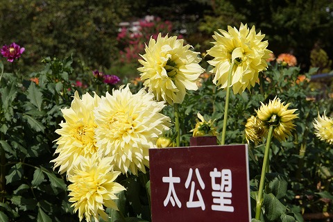 DSC02302.jpg