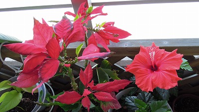 DSCN9348.jpg