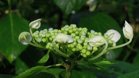 DSCN9389.jpg