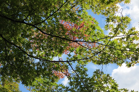 IMG_0355_20121008095113.jpg