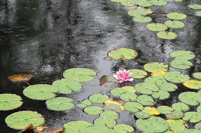 IMG_0378_20120719054539.jpg