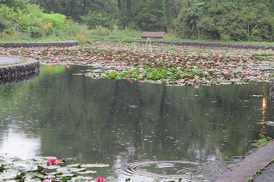 IMG_0383.jpg