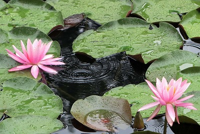 IMG_0384cas.jpg
