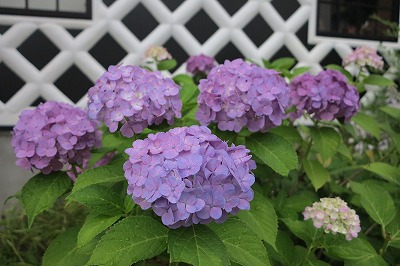 IMG_0461_20120721060125.jpg