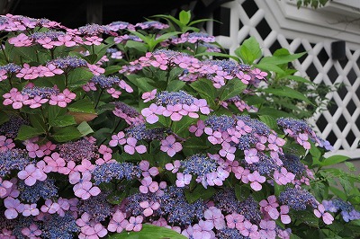 IMG_0466_20120721060237.jpg