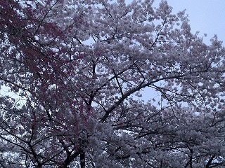 IMG_0517as.jpg
