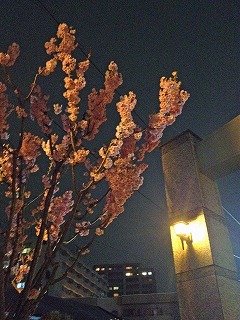 IMG_0537as.jpg