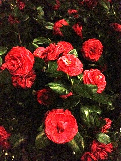 IMG_0538.jpg