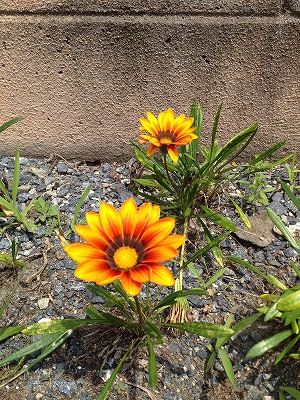 IMG_0954.jpg
