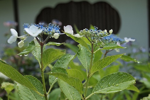 P7080420.jpg