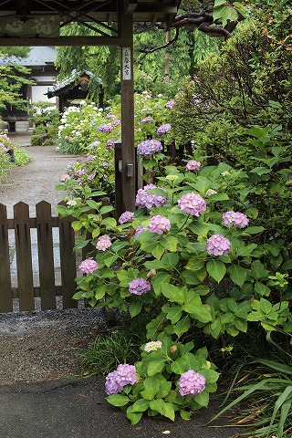 P7080472.jpg