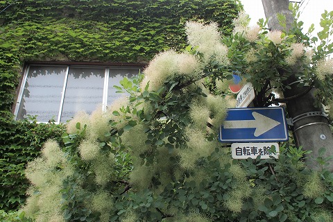 P7080490.jpg