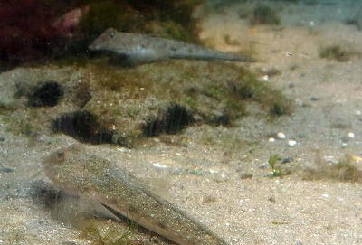 PB040175cas.jpg