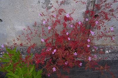 R6250565.jpg