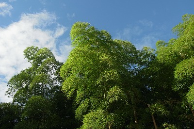 R6251013.jpg