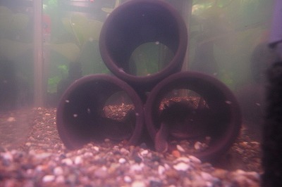 R6251110.jpg