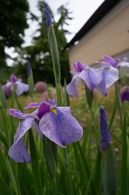 s-R6250579.jpg