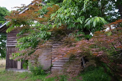 s-R6250606.jpg