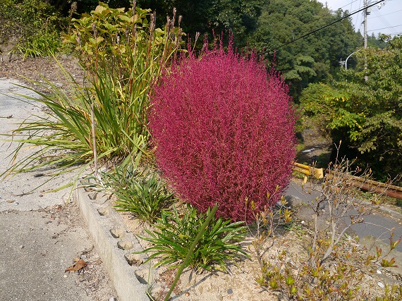 P1090684.jpg