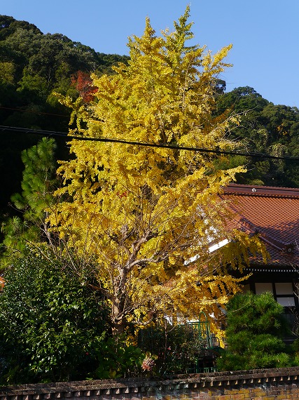 P1090809.jpg