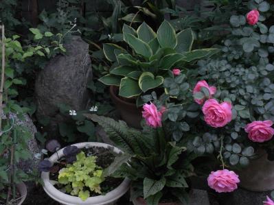 R0017516.jpg