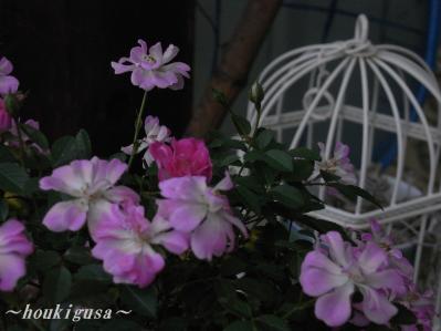 R0017521.jpg