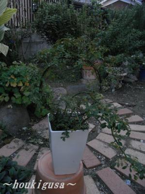 R0017961.jpg
