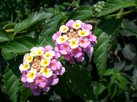 flower-05-b