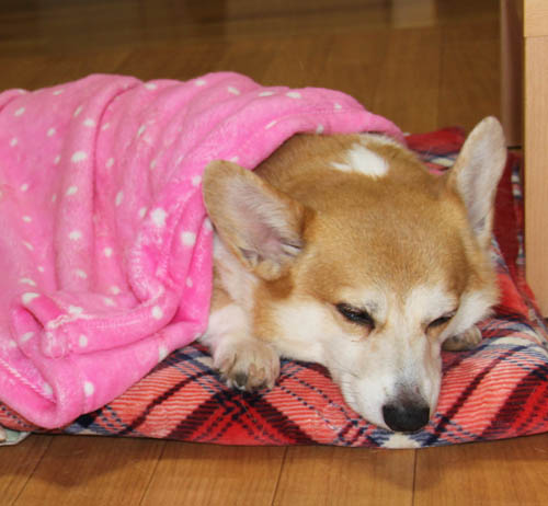 毛布でねんね