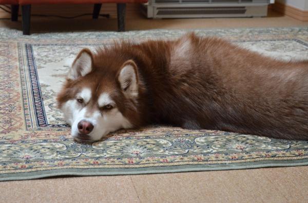 DSC_0089_convert_20130426182132.jpg