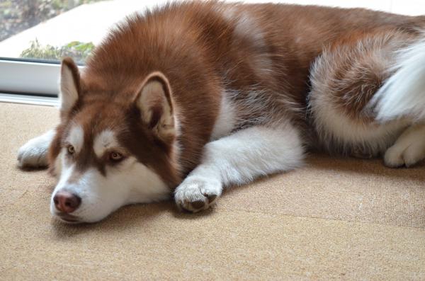 DSC_0283_convert_20130320171831.jpg