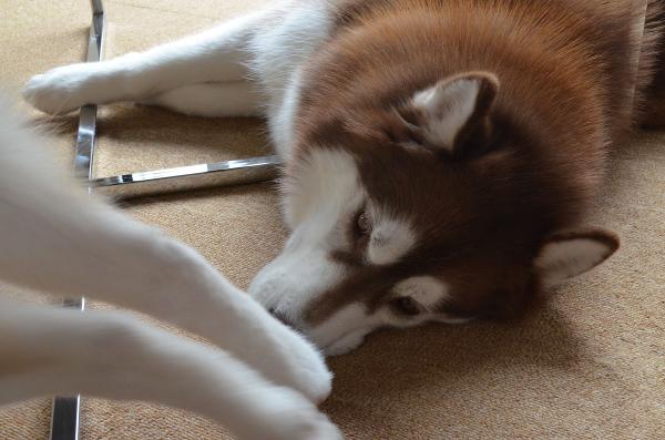 DSC_0483_convert_20140211185301.jpg
