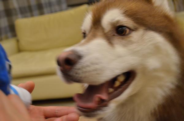 DSC_0682_convert_20130416195132.jpg