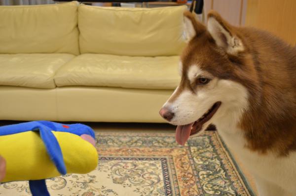 DSC_0688_convert_20130423183738.jpg