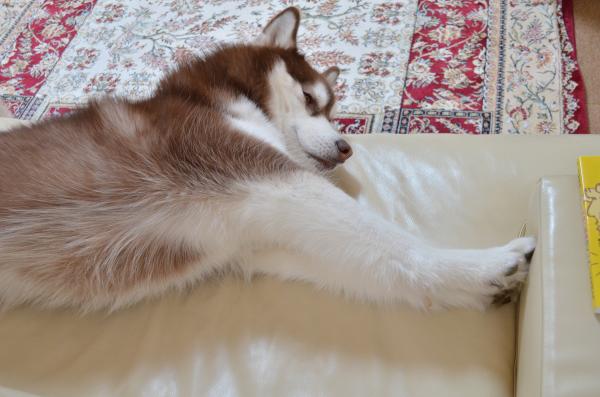 DSC_0949_convert_20130227185304.jpg