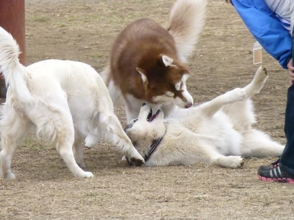 P1010981_convert_20130406170415.jpg