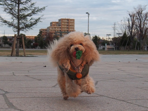 PC120968.jpg