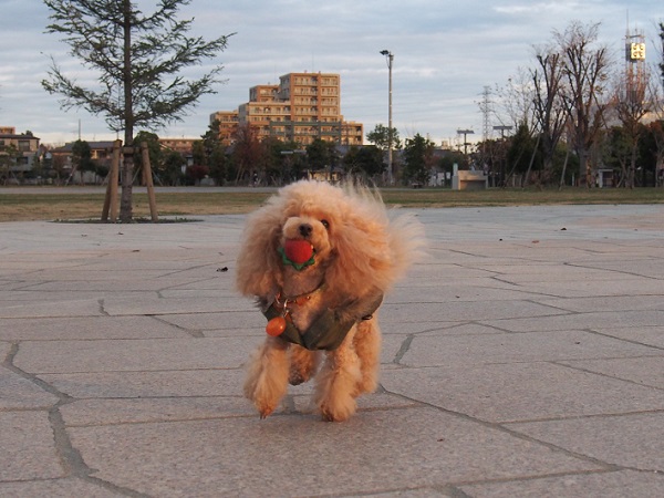 PC120971.jpg