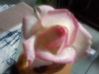 IMG_20120620_080222.jpg
