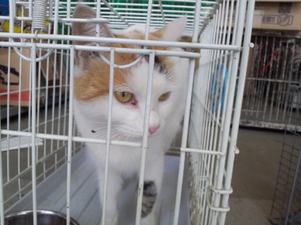 !cid_01@141003_2014101523503220b.jpg