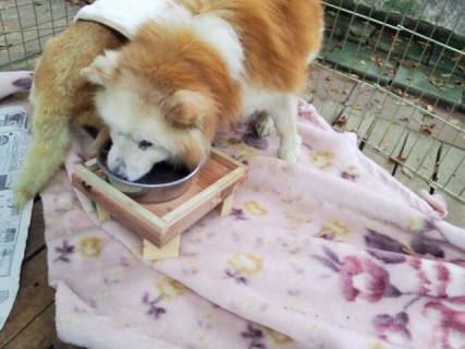 !cid_01@141110_174743@______F01C@docomo_ne.jpg